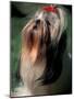 Shih Tzu Looking Up-Adriano Bacchella-Mounted Photographic Print