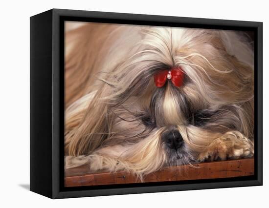 Shih Tzu Lying Down with Hair Tied Up-Adriano Bacchella-Framed Stretched Canvas