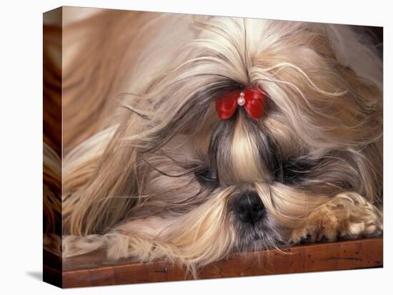 Shih Tzu Lying Down with Hair Tied Up-Adriano Bacchella-Stretched Canvas