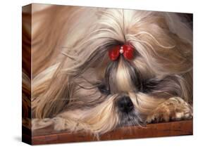 Shih Tzu Lying Down with Hair Tied Up-Adriano Bacchella-Stretched Canvas