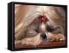 Shih Tzu Lying Down with Hair Tied Up-Adriano Bacchella-Framed Stretched Canvas