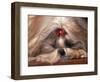 Shih Tzu Lying Down with Hair Tied Up-Adriano Bacchella-Framed Premium Photographic Print