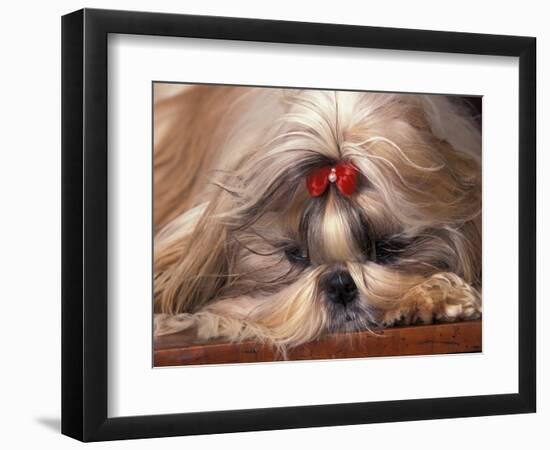 Shih Tzu Lying Down with Hair Tied Up-Adriano Bacchella-Framed Premium Photographic Print