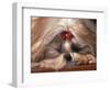 Shih Tzu Lying Down with Hair Tied Up-Adriano Bacchella-Framed Premium Photographic Print