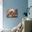 Shih Tzu Lying Down with Hair Tied Up-Adriano Bacchella-Photographic Print displayed on a wall