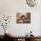 Shih Tzu Lying Down with Hair Tied Up-Adriano Bacchella-Photographic Print displayed on a wall