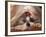 Shih Tzu Lying Down with Hair Tied Up-Adriano Bacchella-Framed Photographic Print