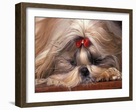 Shih Tzu Lying Down with Hair Tied Up-Adriano Bacchella-Framed Photographic Print