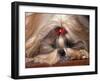 Shih Tzu Lying Down with Hair Tied Up-Adriano Bacchella-Framed Photographic Print