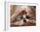 Shih Tzu Lying Down with Hair Tied Up-Adriano Bacchella-Framed Photographic Print