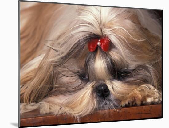 Shih Tzu Lying Down with Hair Tied Up-Adriano Bacchella-Mounted Photographic Print