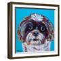 Shih Tzu on Blue-Carolee Vitaletti-Framed Art Print