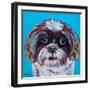 Shih Tzu on Blue-Carolee Vitaletti-Framed Art Print