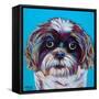 Shih Tzu on Blue-Carolee Vitaletti-Framed Stretched Canvas