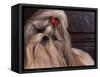 Shih Tzu Portrait with Hair Tied Up, Head Tilted to One Side-Adriano Bacchella-Framed Stretched Canvas