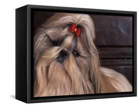 Shih Tzu Portrait with Hair Tied Up, Head Tilted to One Side-Adriano Bacchella-Framed Stretched Canvas