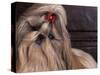 Shih Tzu Portrait with Hair Tied Up, Head Tilted to One Side-Adriano Bacchella-Stretched Canvas