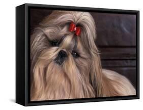 Shih Tzu Portrait with Hair Tied Up, Head Tilted to One Side-Adriano Bacchella-Framed Stretched Canvas
