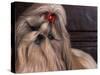 Shih Tzu Portrait with Hair Tied Up, Head Tilted to One Side-Adriano Bacchella-Stretched Canvas