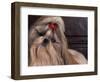 Shih Tzu Portrait with Hair Tied Up, Head Tilted to One Side-Adriano Bacchella-Framed Premium Photographic Print