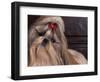 Shih Tzu Portrait with Hair Tied Up, Head Tilted to One Side-Adriano Bacchella-Framed Premium Photographic Print