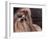 Shih Tzu Portrait with Hair Tied Up, Head Tilted to One Side-Adriano Bacchella-Framed Premium Photographic Print