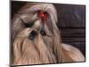 Shih Tzu Portrait with Hair Tied Up, Head Tilted to One Side-Adriano Bacchella-Mounted Premium Photographic Print