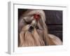Shih Tzu Portrait with Hair Tied Up, Head Tilted to One Side-Adriano Bacchella-Framed Photographic Print
