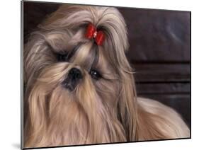 Shih Tzu Portrait with Hair Tied Up, Head Tilted to One Side-Adriano Bacchella-Mounted Photographic Print