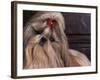 Shih Tzu Portrait with Hair Tied Up, Head Tilted to One Side-Adriano Bacchella-Framed Photographic Print