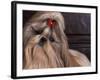 Shih Tzu Portrait with Hair Tied Up, Head Tilted to One Side-Adriano Bacchella-Framed Photographic Print