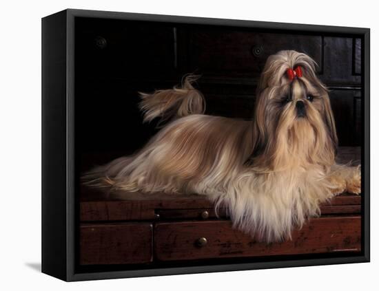 Shih Tzu Portrait with Hair Tied Up, Lying on Drawers-Adriano Bacchella-Framed Stretched Canvas