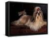 Shih Tzu Portrait with Hair Tied Up, Lying on Drawers-Adriano Bacchella-Framed Stretched Canvas