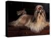 Shih Tzu Portrait with Hair Tied Up, Lying on Drawers-Adriano Bacchella-Stretched Canvas