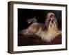 Shih Tzu Portrait with Hair Tied Up, Lying on Drawers-Adriano Bacchella-Framed Photographic Print