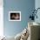 Shih Tzu Portrait with Hair Tied Up, Lying on Drawers-Adriano Bacchella-Framed Photographic Print displayed on a wall