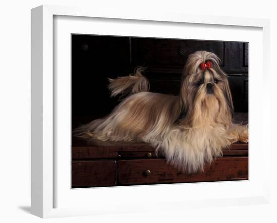 Shih Tzu Portrait with Hair Tied Up, Lying on Drawers-Adriano Bacchella-Framed Photographic Print