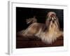 Shih Tzu Portrait with Hair Tied Up, Lying on Drawers-Adriano Bacchella-Framed Photographic Print