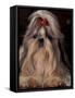 Shih Tzu Portrait with Hair Tied Up, Showing Length of Facial Hair-Adriano Bacchella-Framed Stretched Canvas