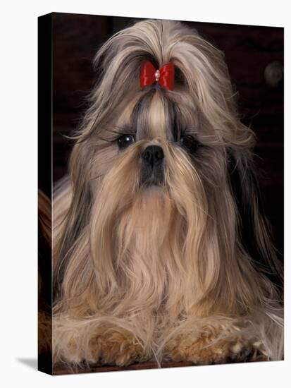 Shih Tzu Portrait with Hair Tied Up, Showing Length of Facial Hair-Adriano Bacchella-Stretched Canvas