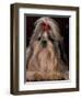 Shih Tzu Portrait with Hair Tied Up, Showing Length of Facial Hair-Adriano Bacchella-Framed Premium Photographic Print