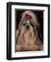 Shih Tzu Portrait with Hair Tied Up, Showing Length of Facial Hair-Adriano Bacchella-Framed Premium Photographic Print