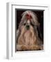 Shih Tzu Portrait with Hair Tied Up, Showing Length of Facial Hair-Adriano Bacchella-Framed Premium Photographic Print