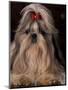 Shih Tzu Portrait with Hair Tied Up, Showing Length of Facial Hair-Adriano Bacchella-Mounted Premium Photographic Print