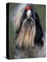 Shih Tzu Portrait with Hair Tied Up, Showing Length of Facial Hair-Adriano Bacchella-Stretched Canvas