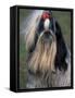 Shih Tzu Portrait with Hair Tied Up, Showing Length of Facial Hair-Adriano Bacchella-Framed Stretched Canvas