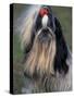 Shih Tzu Portrait with Hair Tied Up, Showing Length of Facial Hair-Adriano Bacchella-Stretched Canvas