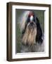 Shih Tzu Portrait with Hair Tied Up, Showing Length of Facial Hair-Adriano Bacchella-Framed Premium Photographic Print