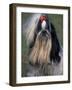 Shih Tzu Portrait with Hair Tied Up, Showing Length of Facial Hair-Adriano Bacchella-Framed Photographic Print