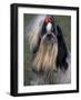 Shih Tzu Portrait with Hair Tied Up, Showing Length of Facial Hair-Adriano Bacchella-Framed Photographic Print